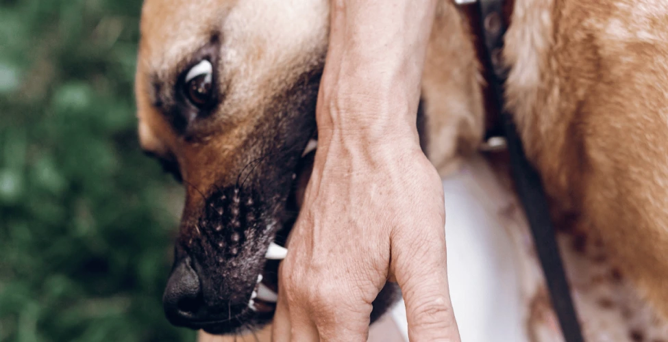 Dog Bite Cases