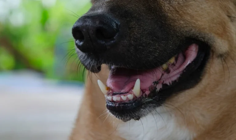 The Impact of Dog Breed on Dog Bite Injury Claims